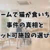 老人ホームで猫が食いちぎる？事件の真相とペット可施設の選び方